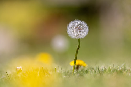 Dandelion in the Field — Summer Gentleness