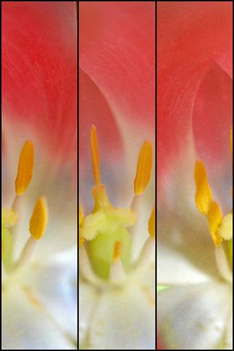 Coeur de tulipe