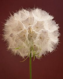 Bourgogne... Avec une étoile du matin (Tragopogon) sur Marjolijn van den Berg