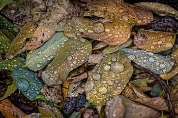 herfstbladeren in de regen