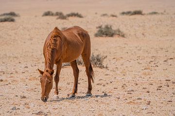 Cheval sauvage à Garub en Namibie, Afrique sur Patrick Groß
