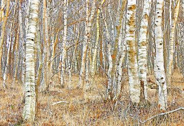 Birch forest by Caroline Lichthart