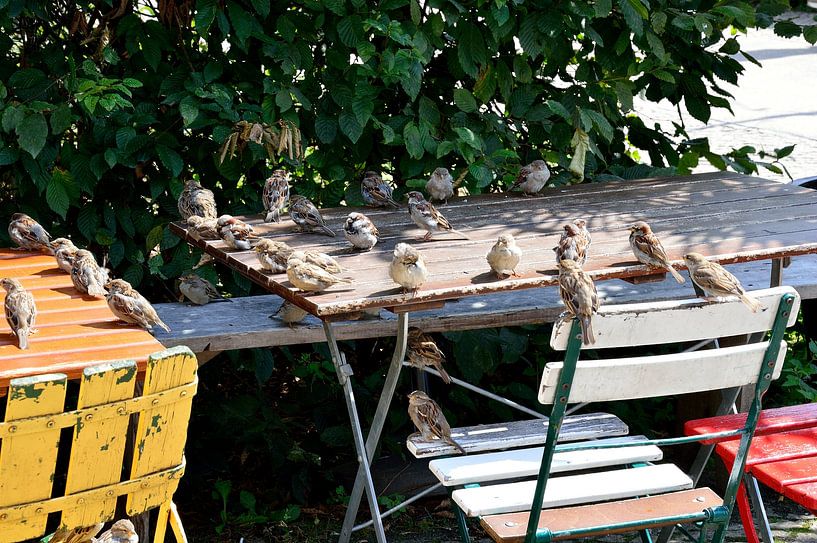 Sparrow paradise by Frank's Awesome Travels