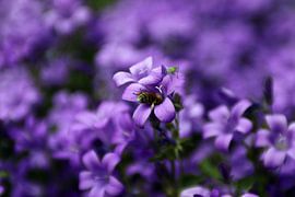 Une abeille dans un groupe de Campanules pourpres sur Elena Creative