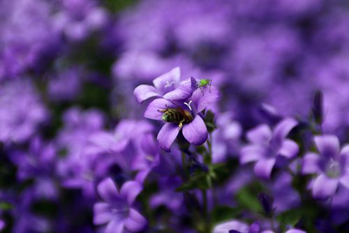 Une abeille dans un groupe de Campanules pourpres