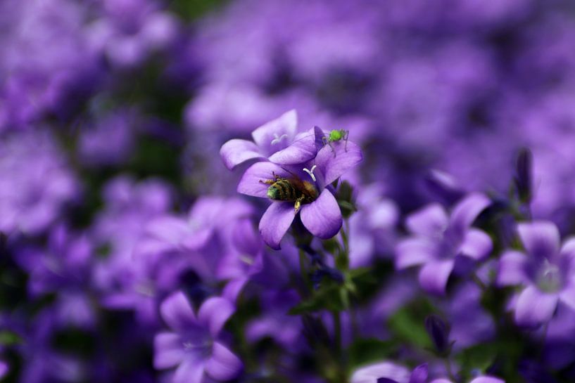 Eine Biene in einer Gruppe lila Campanula&#039;s von Elena Creative