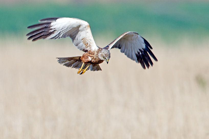 Bruine Kiekendief van Menno Schaefer