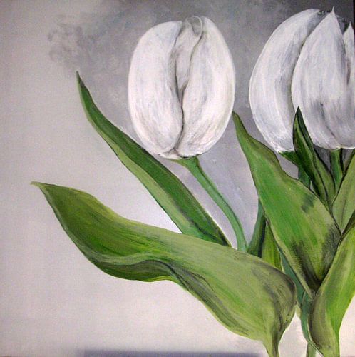 weisse tulpen von walli gutmann