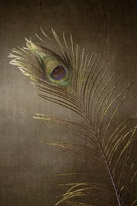 Plume de paon Bohème  Bronze chaud