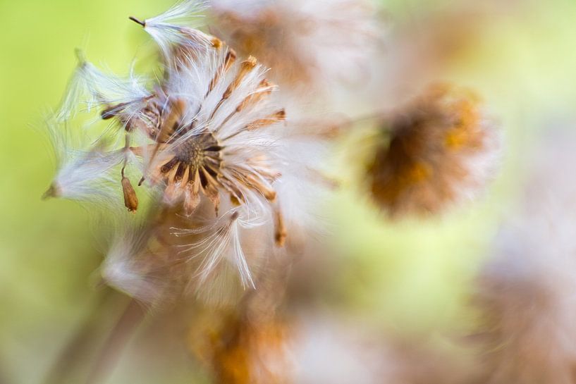 Pluizig en kleur van Jolanda de Jong-Jansen