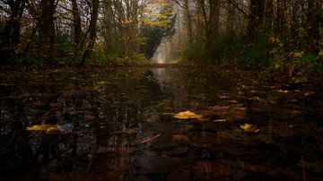 Rust in het bos van Photodoos