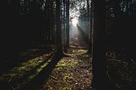 Rayons de soleil dans la forêt sombre par Fotografiecor .nl Aperçu