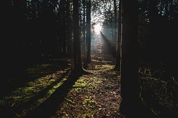 Zonnestralen in het donkere bos van Fotografiecor .nl