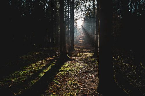 Sunbeams in the dark forest