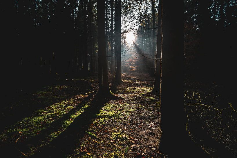 Rayons de soleil dans la forêt sombre par Fotografiecor .nl