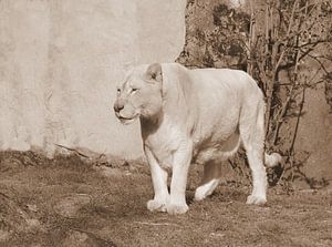 Weiße Löwin in Sepia