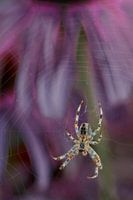 Spider in your own environment
