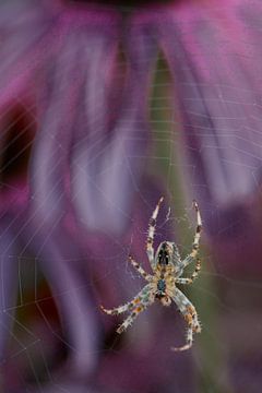 Spinne in ihrer eigenen Umgebung von Monique Visser