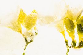 White Freesias in Ice 3