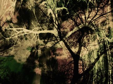 Mystical Forest by Christine Nöhmeier