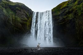 Greyhound at Skógafoss by Traveling dogs
