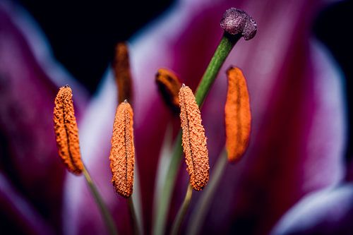 Danse ronde (lys tigré)