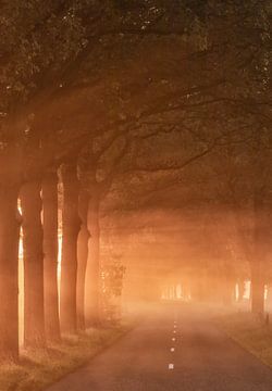 Bomen in de mist van Hans Buls Photography