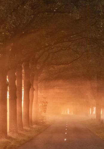 Bomen in de mist