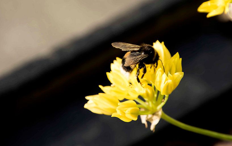 Bee fly on a flower by hetty'sfotografie