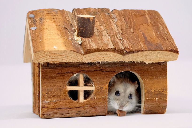 Hamster eats chocolate by Kurt Hayen