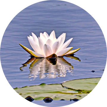 Waterlelie/Heilige Lotus van Eduard Lamping