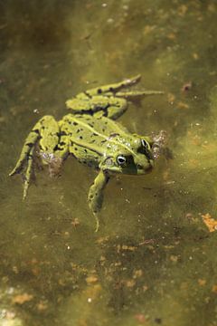 Grüner Frosch im Teich von Eline Lohman