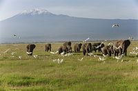 Herd of elephants in Amboseli NP. in Kenya with Mount Kilimanjaro in the background.