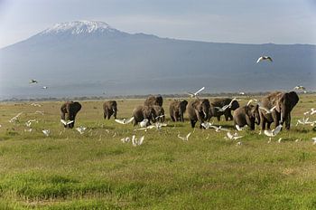 Kudde olifanten in Amboseli NP. in Kenya met de Kilimanjaro op de achtergrond.