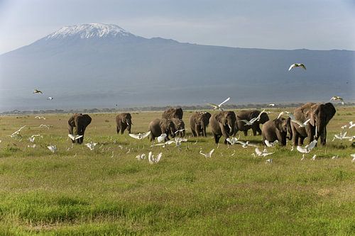 Kudde olifanten in Amboseli NP. in Kenya met de Kilimanjaro op de achtergrond.