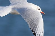Möwe im Flug von Arjan van de Logt Miniaturansicht
