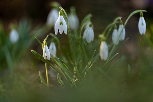 Sneeuwklokje met een mooie bokeh.
