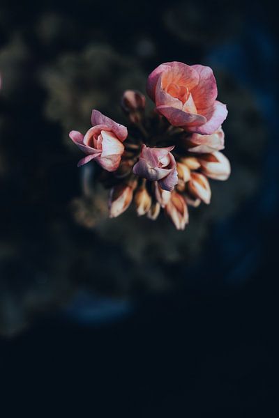 Nahaufnahme einer Geranie von Crystal Clear