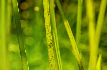 Vert comme l'herbe, 50 nuances de vert