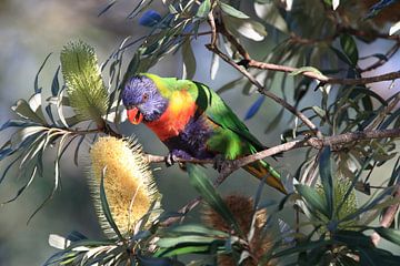 Rainbow Lorikeet, Queensland, Australie sur Frank Fichtmüller