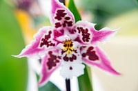 Orchidee