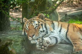 Syberian Tiger sleeping by Marco Theunissen