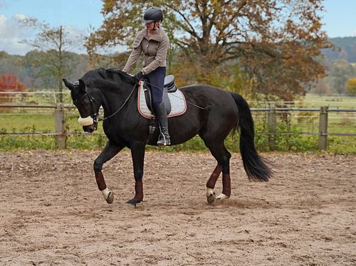 Training met het Beierse zwarte paard Baveria op een rijbak in de herfst