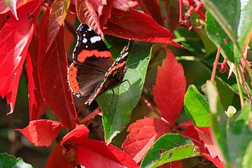 Prachtige vlinder van Thomas Jäger