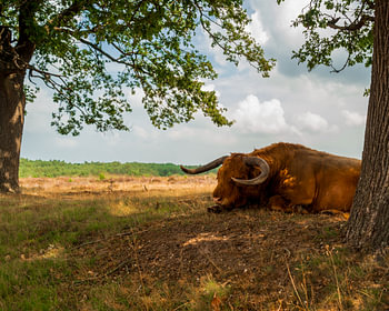 Hooglander rustend onder een boom