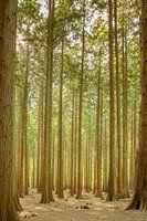 Grands arbres dans la verdure