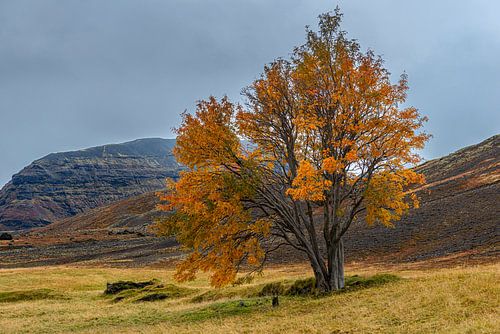 De beroemde boom van Sandfell in IJsland