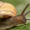 Garden snail close-up by Tanja van Beuningen
