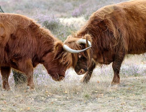 Twee schotse Hooglanders met de hoofden tegen elkaar