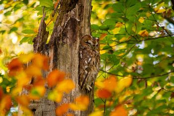 tawny owl